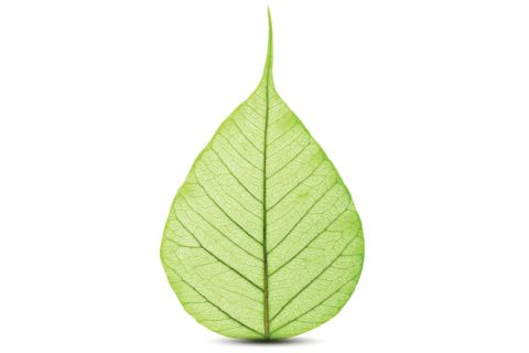 green leaf_480.jpg